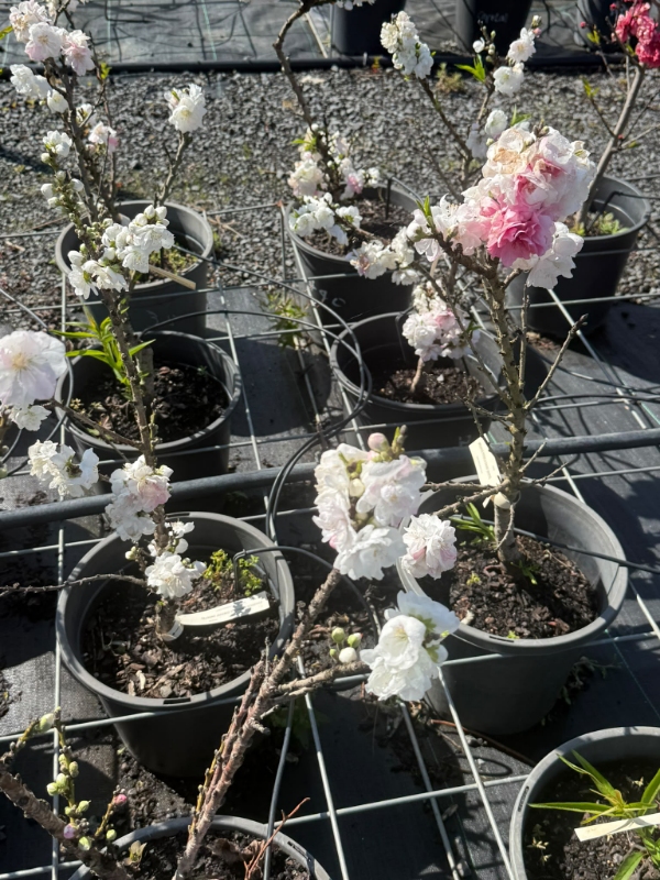 White_Flowering_Peach_03