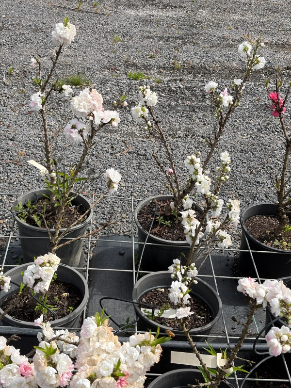 White_Flowering_Peach_04