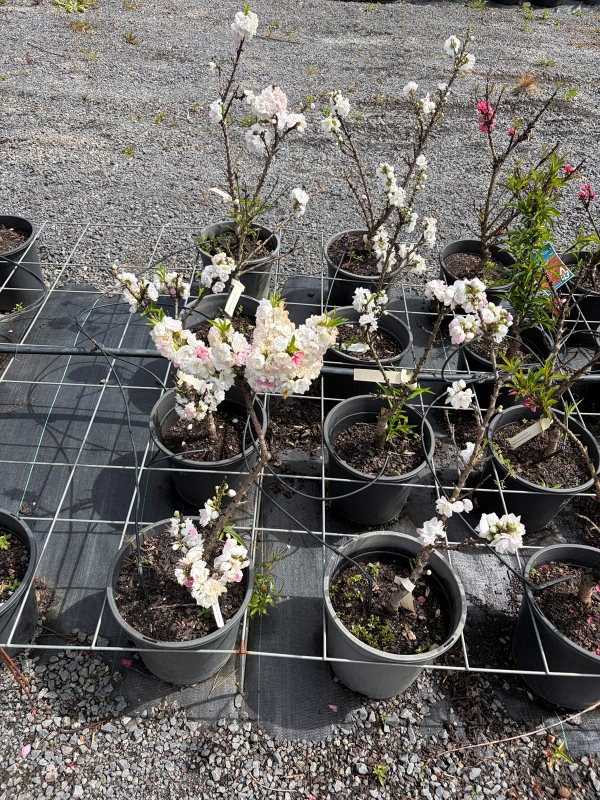 White_Flowering_Peach_05