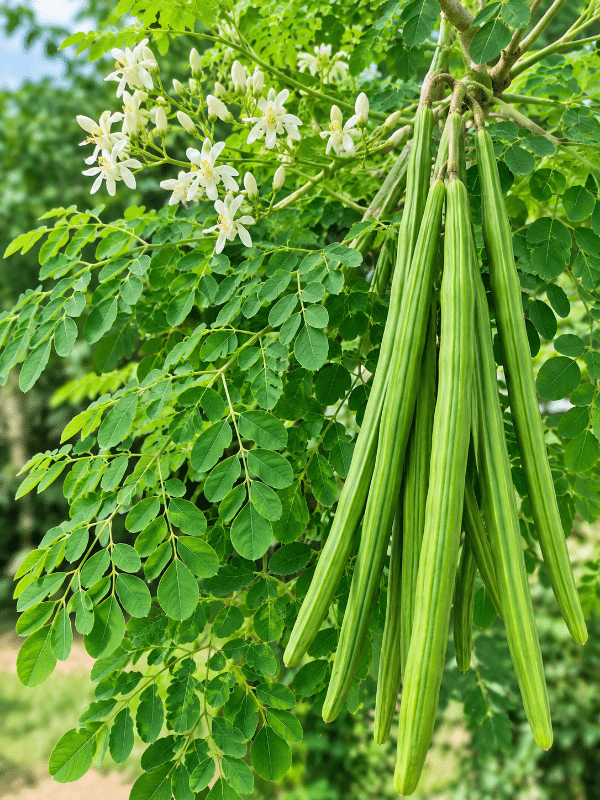 Moringa_01