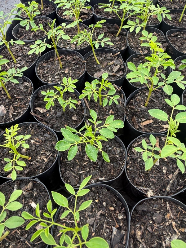 Moringa_03