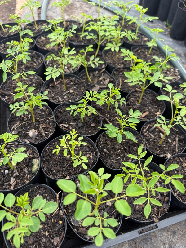 Moringa_04