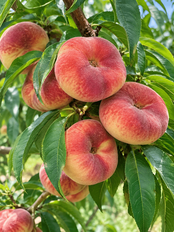 Okeedokee_Peach_01