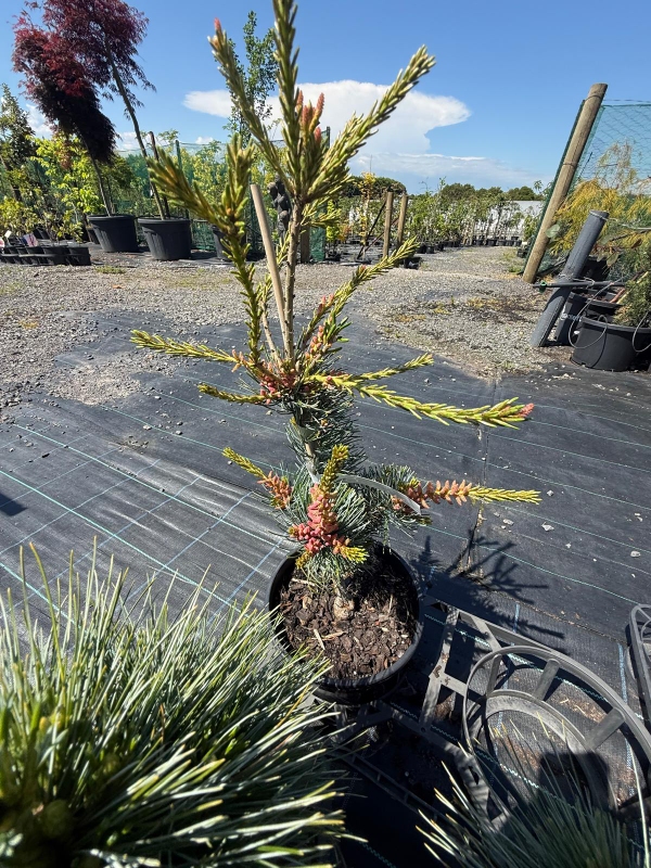 Pinus_Glauca_03