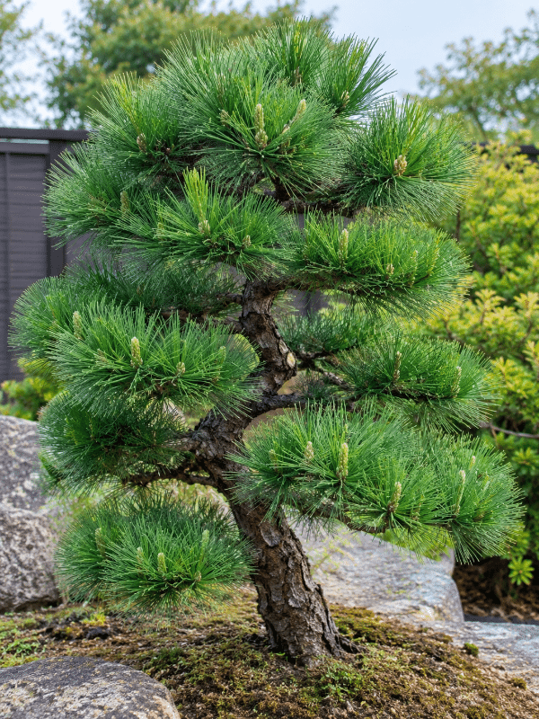 Pinus_Yatsubusa_01