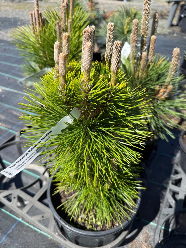 Pinus_Yatsubusa_03