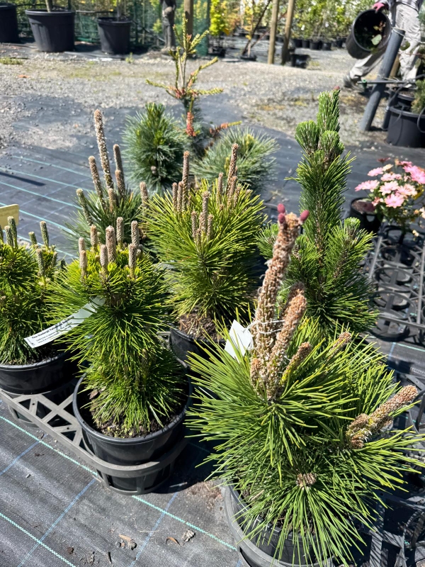 Pinus_Yatsubusa_04