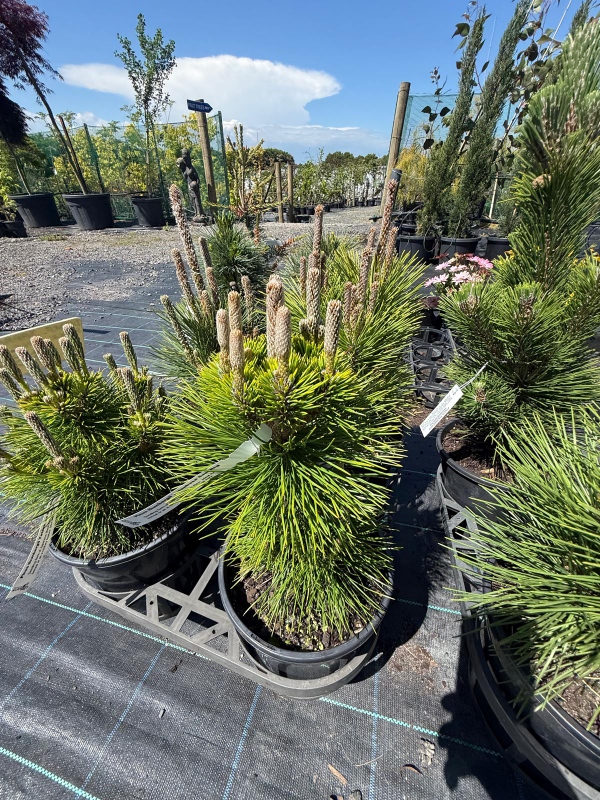 Pinus_Yatsubusa_05